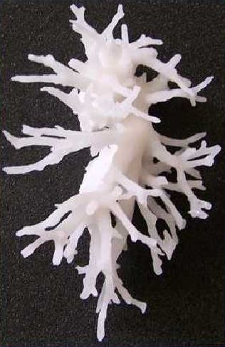Right Cardiovascular SLS Model